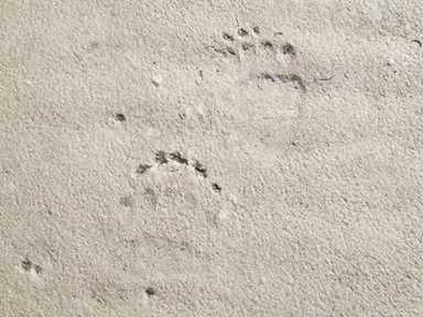bear tracks