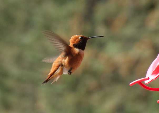 male hummer