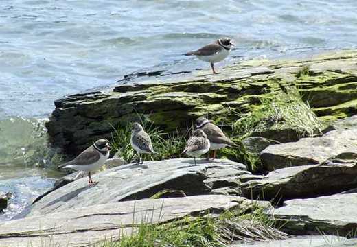 plovers