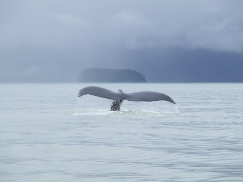 whale fluke