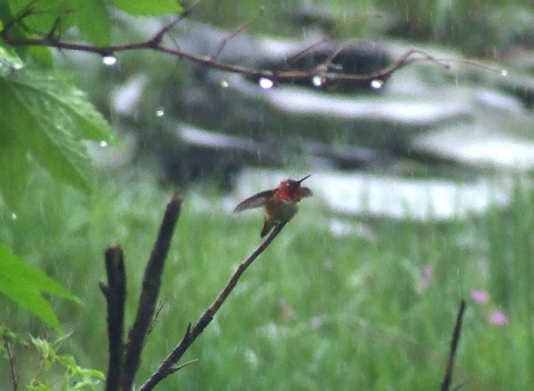 wet hummer