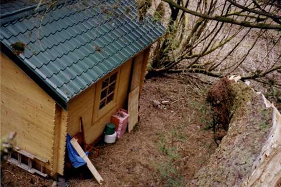 Cottonwood from trunk