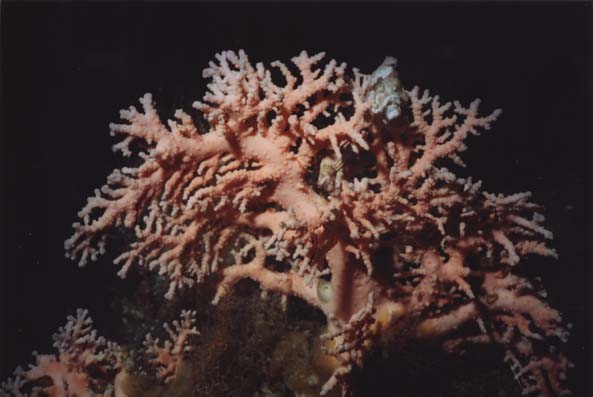 coral