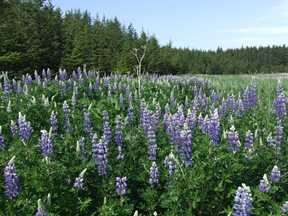 lupine field
