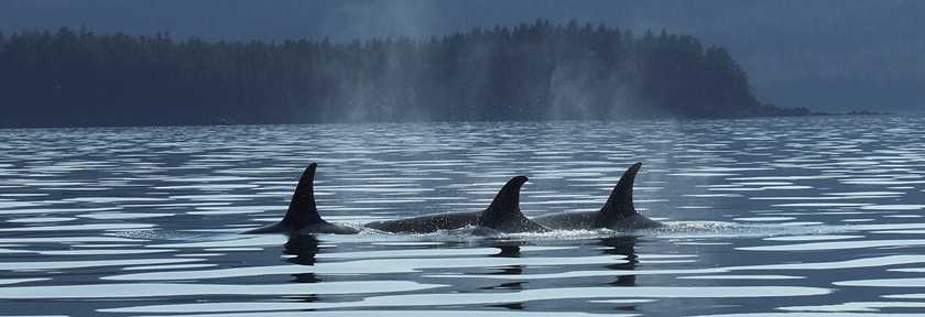 orcas