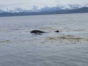 Kelp orca
