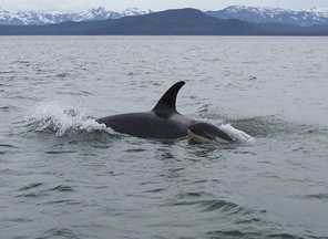 Calf dive