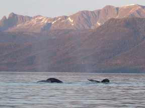 whales