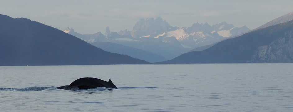 Devil's Paw whale