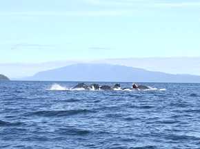 whales