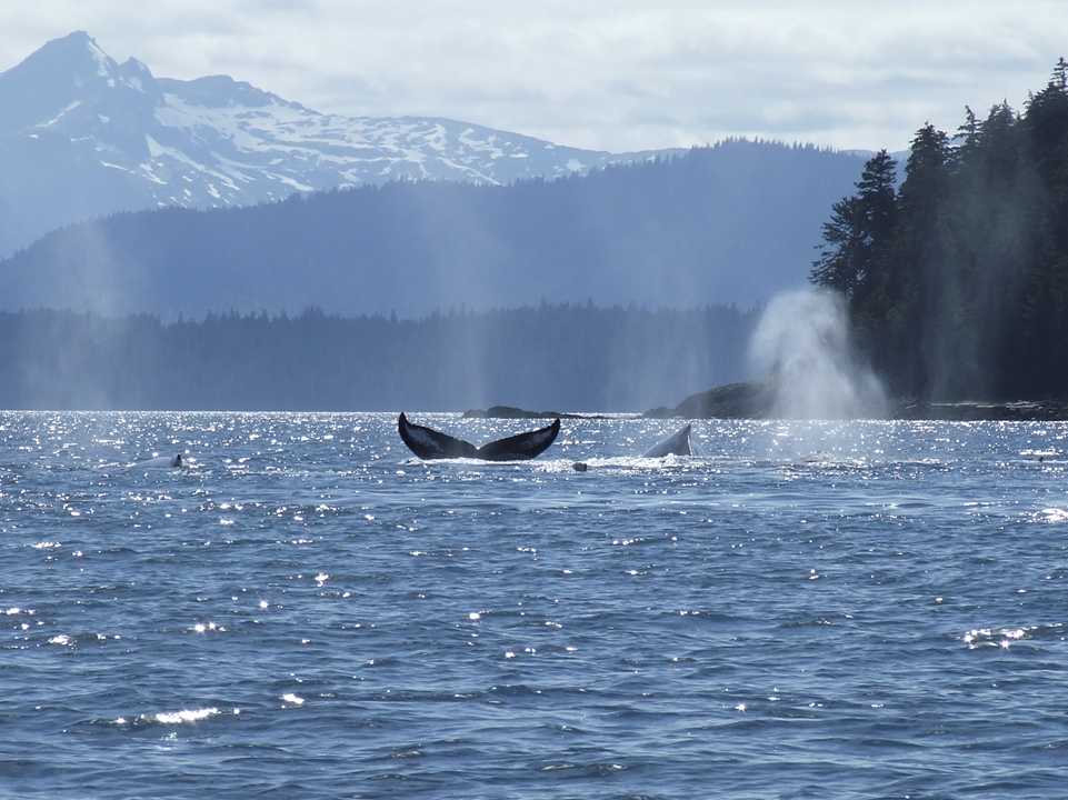 coho