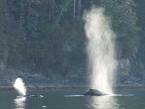 whale
