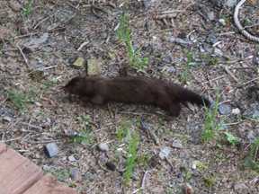 mink