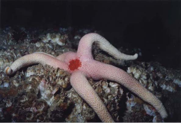 pink star