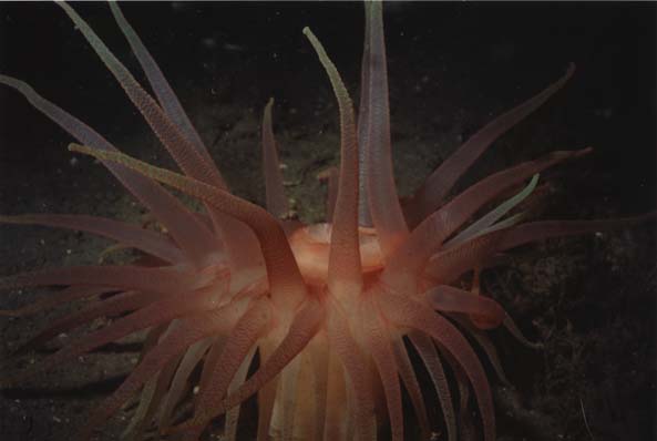 anemone