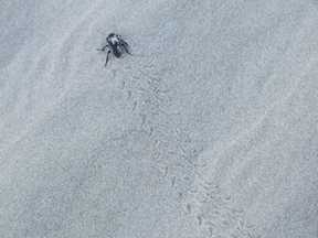beetle tracks
