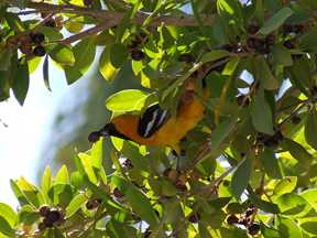 oriole