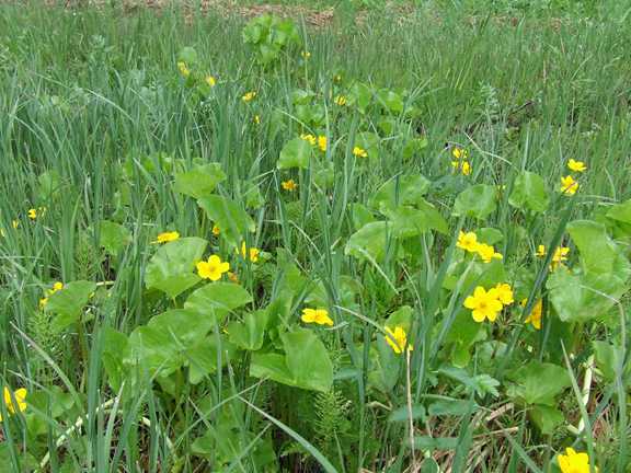 marshmarigolds