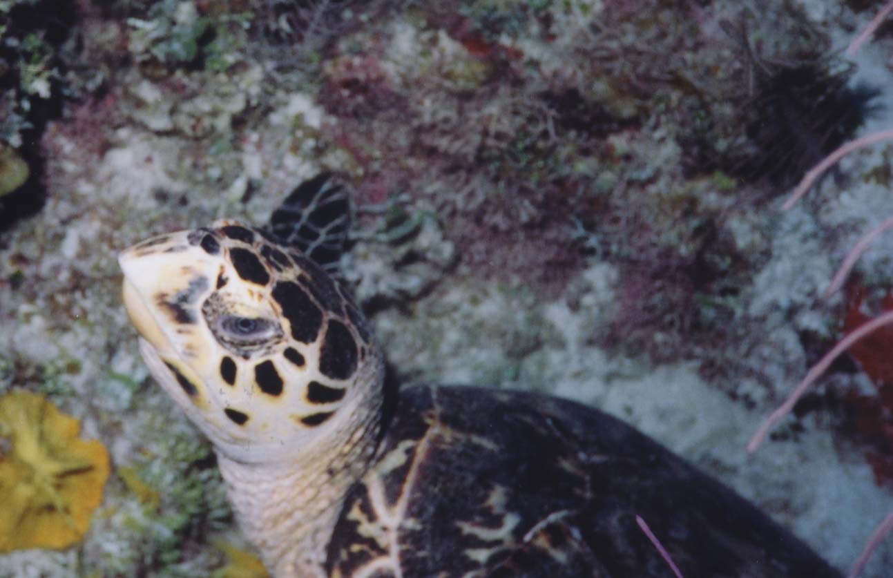turtle
