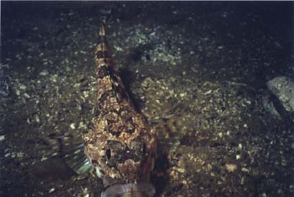 attack sculpin