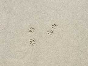 mouse tracks