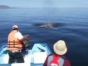 whale and boat