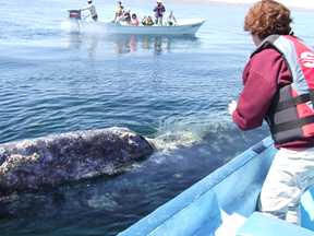 friendly whale