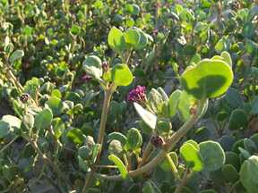 dune flower