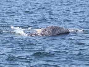 whale head