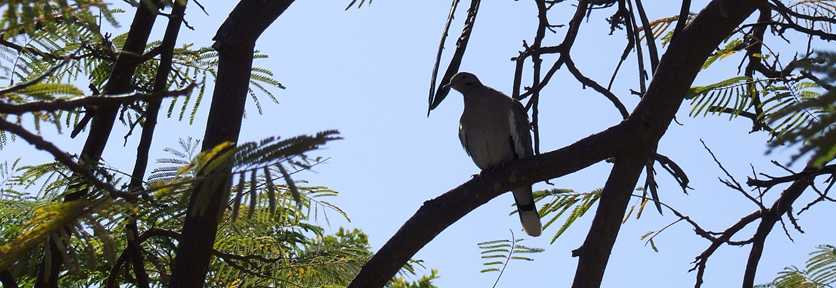 dove