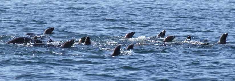 sea lions