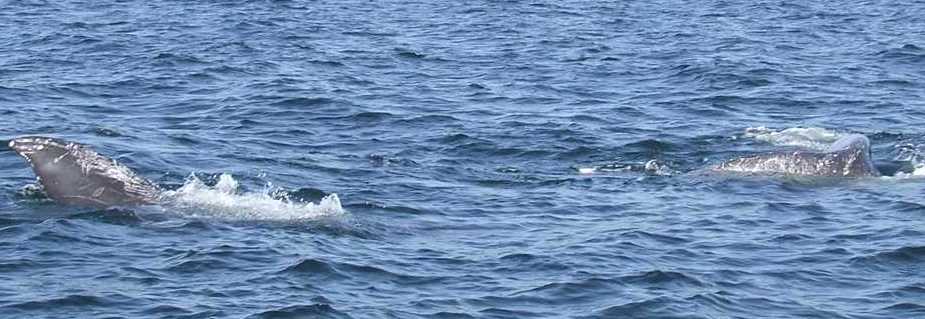 whales rolling