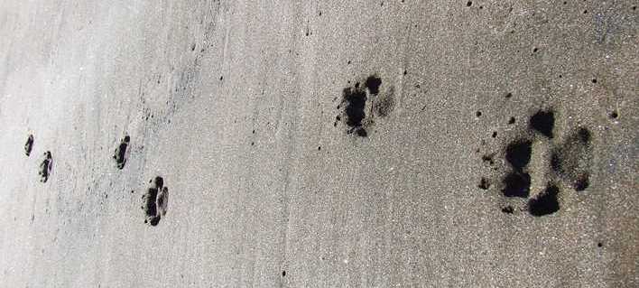coyote tracks