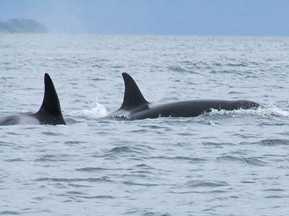orcas