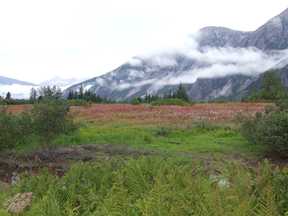 meadow