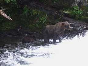 bears