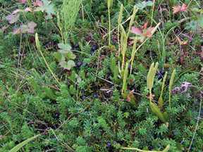 crowberries