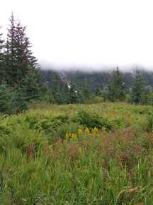 meadow