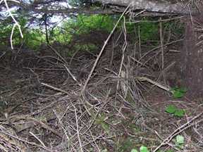 nest