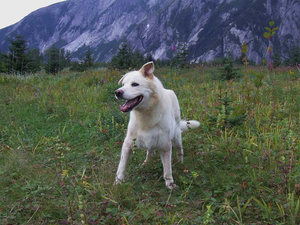 dog