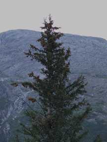 nest