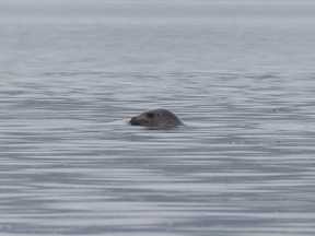 seal