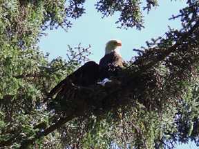 eagle
