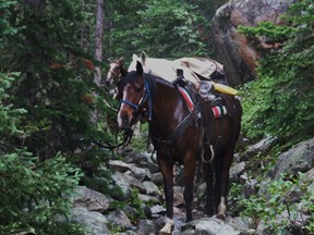 wet horses