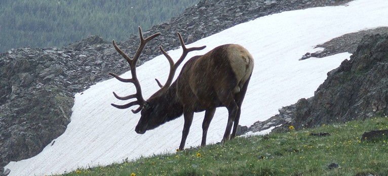 elk