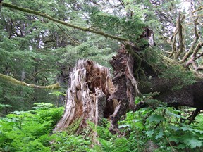 stump