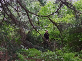 branch pulling