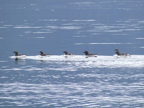 murres