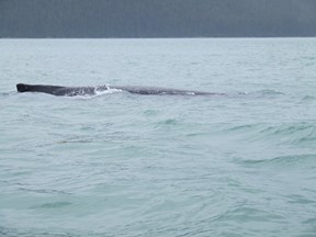 whale