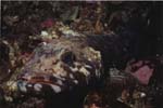 lingcod